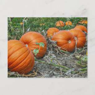 Pumpkin Patch Photo Postcard