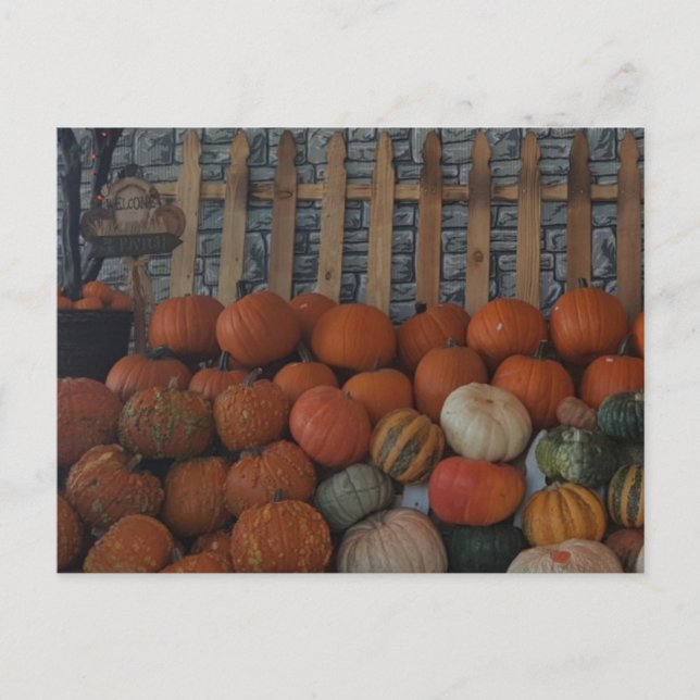 Pumpkin Patch Photo Pumpkins Thanksgiving Holiday (Front)