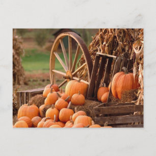 Pumpkin Patch Postcard