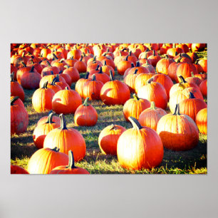 Pumpkin Patch Poster