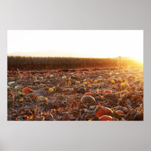 Pumpkin Patch Sunset C Poster