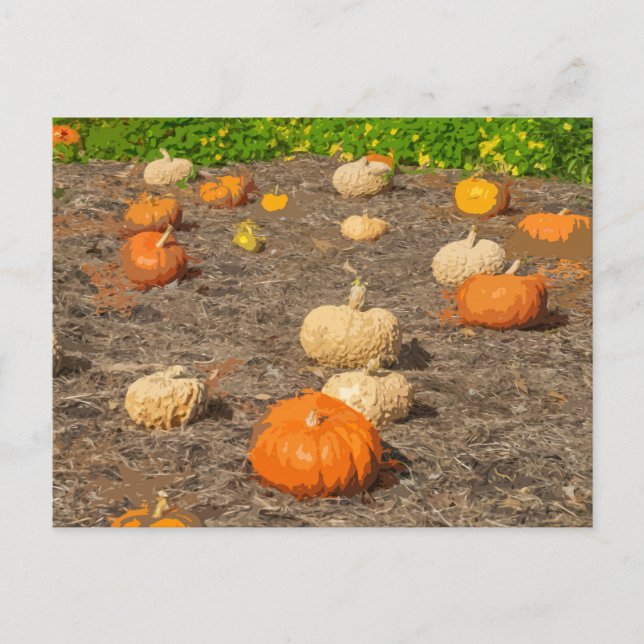 Pumpkin patch view postcard (Front)