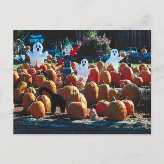 Pumpkin Patch with Ghosts - Postcard (Front)
