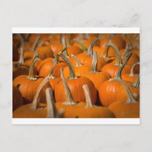 Pumpkin picking postcard