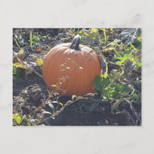 Pumpkin Postcard
