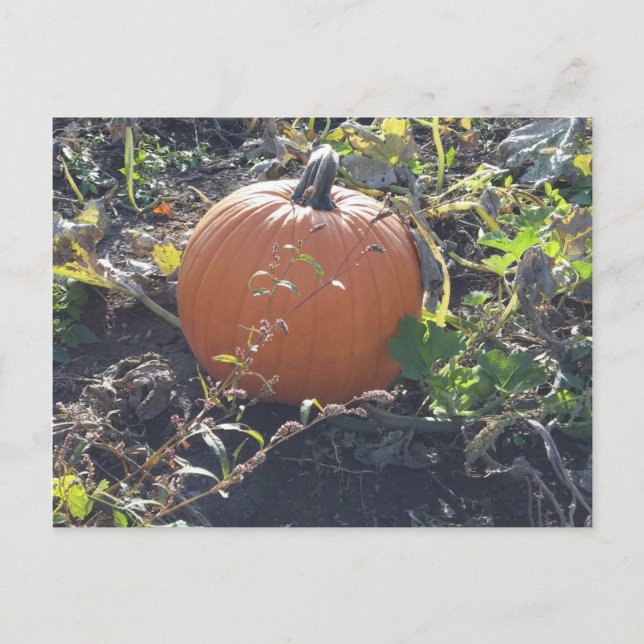 Pumpkin Postcard (Front)