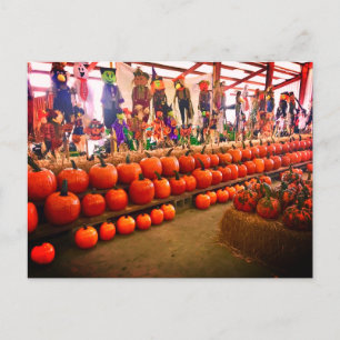 Pumpkin Postcard