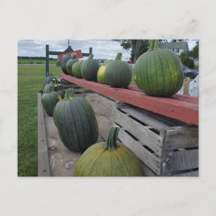 Pumpkin Postcard