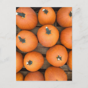 Pumpkin Rows Postcard