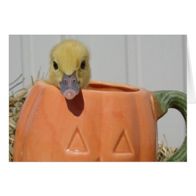 Pumpkin Spice (Front Horizontal)