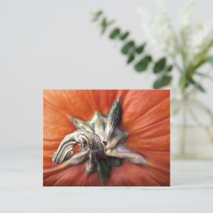 Pumpkin Spiral Postcard
