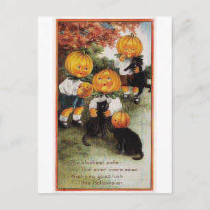 Pumpkins and Cats Vintage Halloween Postcard