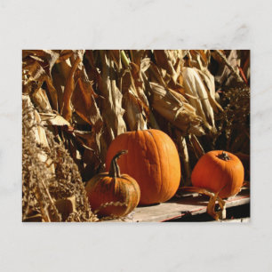 Pumpkins and Corn Postcard
