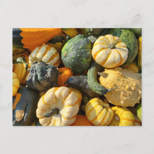 Pumpkins and Gourds Autumnal Postcard