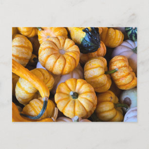 Pumpkins and gourds holiday postcard