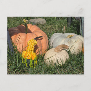 Pumpkins and Gourds Holiday Postcard