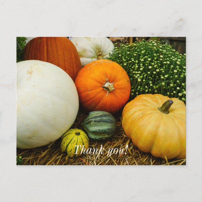 Pumpkins And Gourds Postcard (Front)