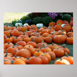 Pumpkins and Mums Autumn Harvest Photography Poster