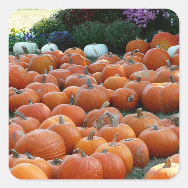 Pumpkins and Mums Autumn Harvest Photography Square Sticker (Front)