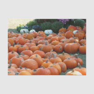 Pumpkins and Mums Autumn Harvest Photography Tissue Paper