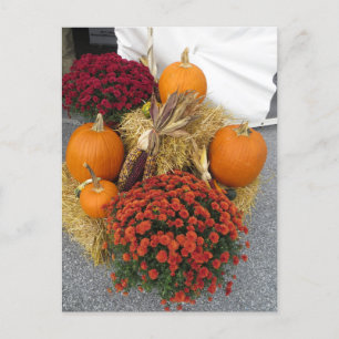 Pumpkins and Mums Postcard