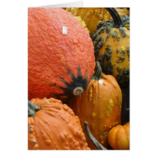 Pumpkins and Squash (Front)