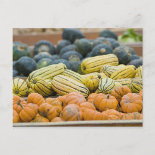 Pumpkins and squash on display at farmer's postcard