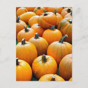 PUMPKINS AUTUMN POSTCARDS