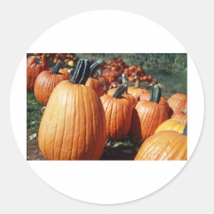 Pumpkins Classic Round Sticker