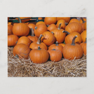 Pumpkins Fall Postcard