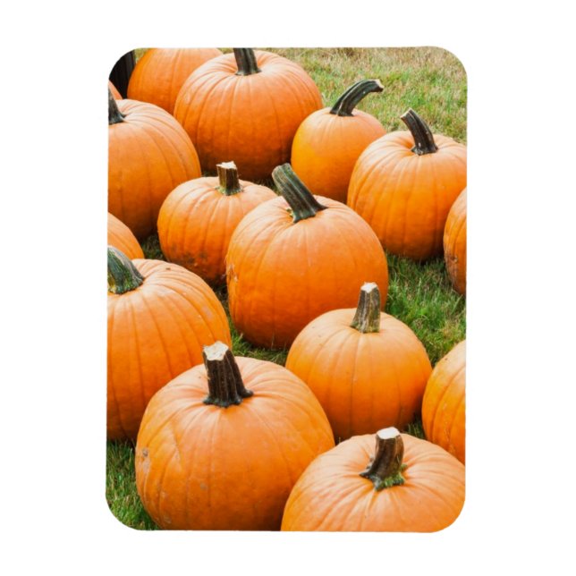 Pumpkins for Sale at a Farmer's Market Magnet (Vertical)