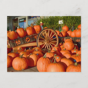 Pumpkins for Sale Postcard