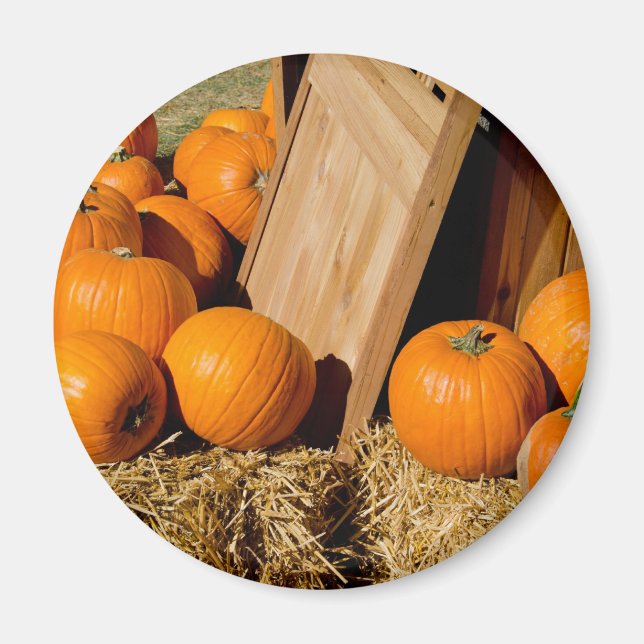 Pumpkins fresh out of the box magnet (Front)