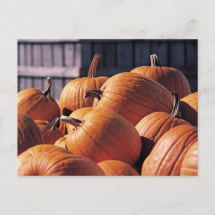 Pumpkins in a Bin Postcard