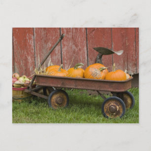 Pumpkins in old wagon postcard