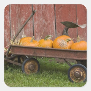 Pumpkins in old wagon square sticker