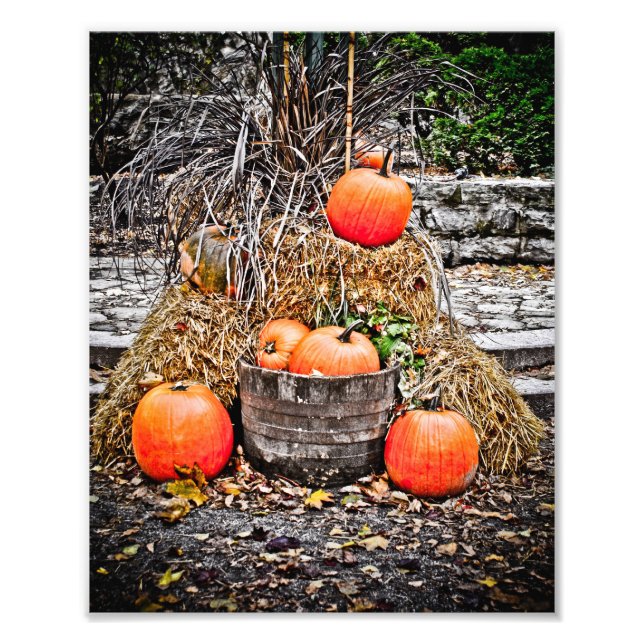Pumpkins in Quebec Photo Print (Front)