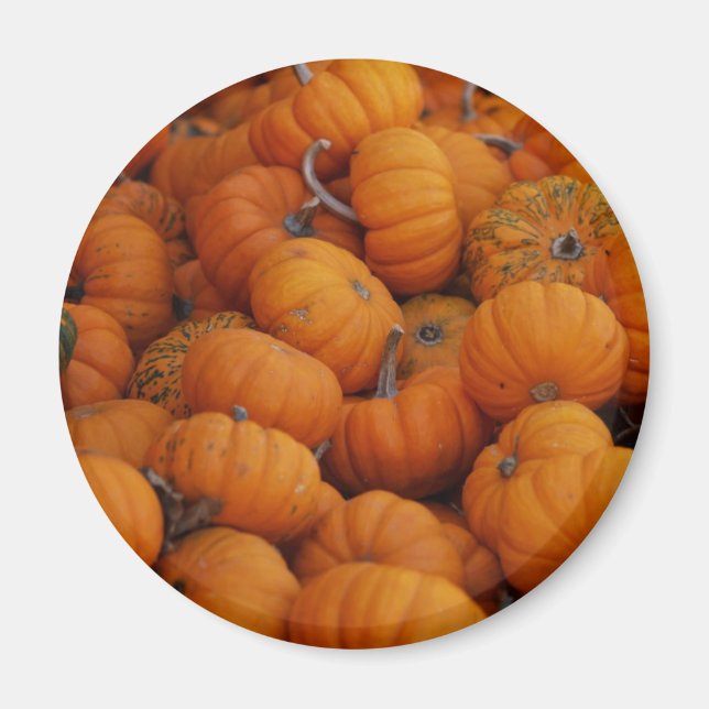 pumpkins magnet (Front)