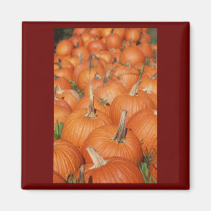 PUMPKINS! MAGNET