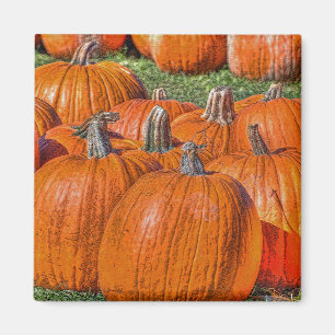 Pumpkins Magnet