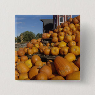 Pumpkins on farm in autumn near Concord, 15 Cm Square Badge