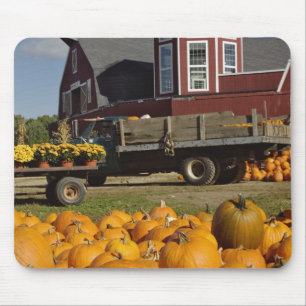 Pumpkins on farm in autumn near Concord, 2 Mouse Mat