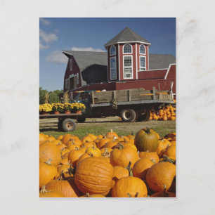Pumpkins on farm in autumn near Concord, 2 Postcard