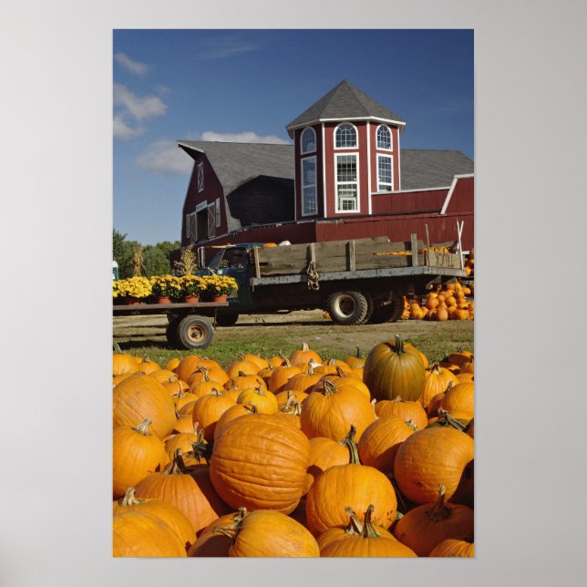 Pumpkins on farm in autumn near Concord, 2 Poster (Front)