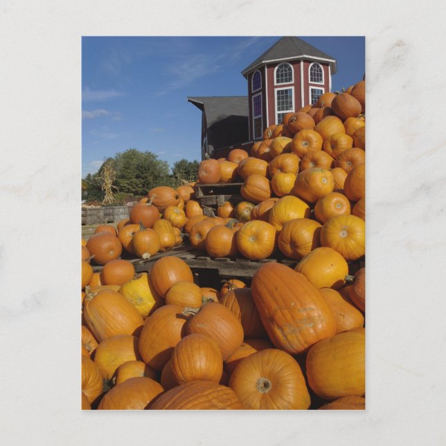 Pumpkins on farm in autumn near Concord, Postcard (Front)