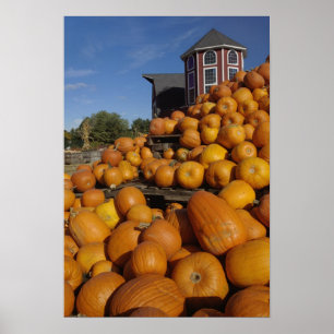 Pumpkins on farm in autumn near Concord, Poster