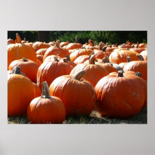Pumpkins Photo for Fall, Halloween or Thanksgiving Poster