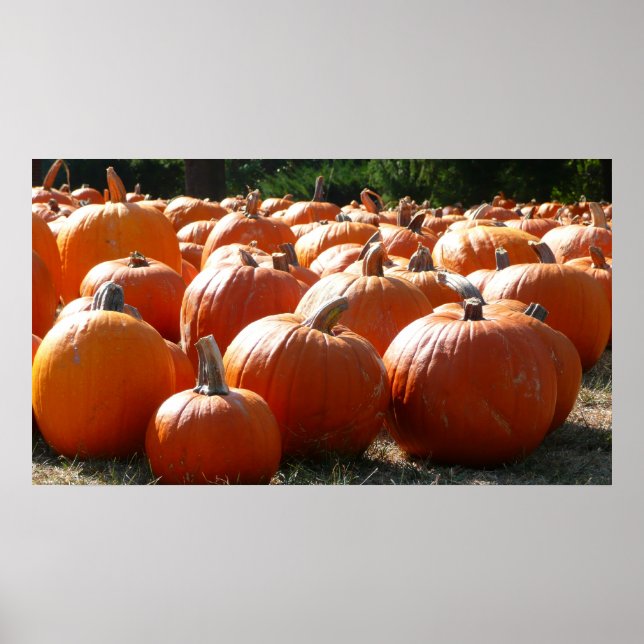 Pumpkins Photo for Fall, Halloween or Thanksgiving Poster (Front)
