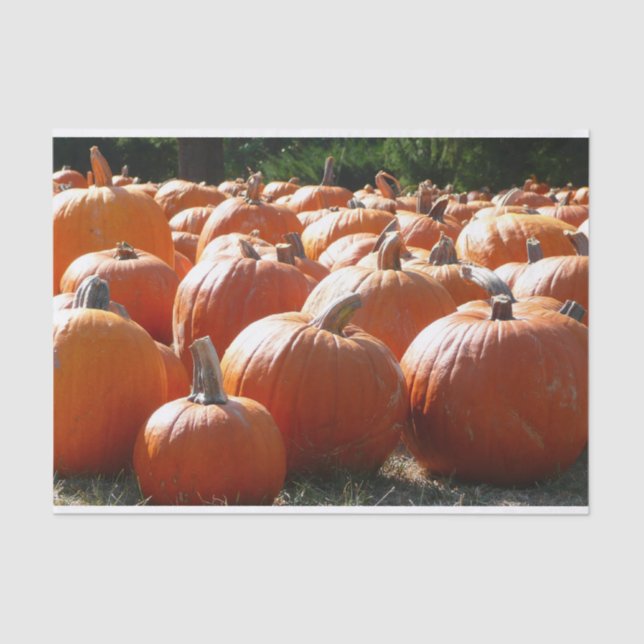 Pumpkins Photo for Fall, Halloween or Thanksgiving Tissue Paper (Front)