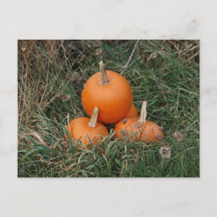 Pumpkins Postcard